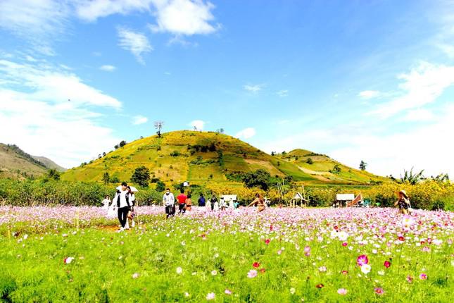 Thổn thức ngắm hoa dã quỳ trên núi lửa Chư Đang Ya