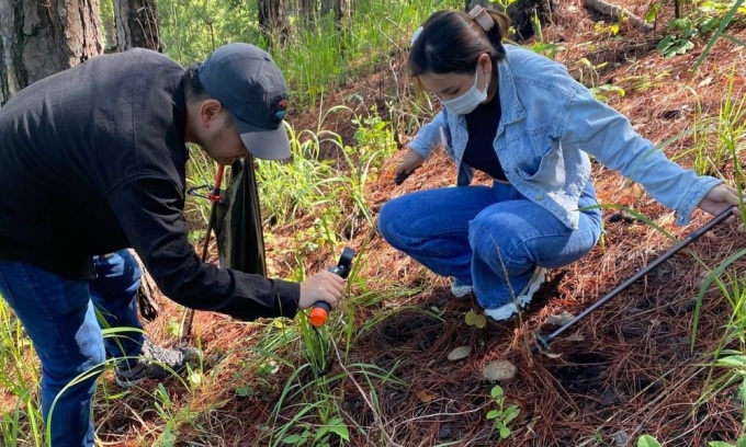 Hái nấm Đà Lạt mùa mưa