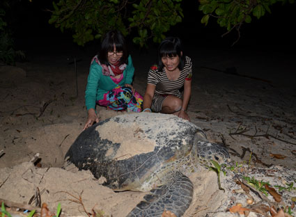 Watching turtles laying eggs all night